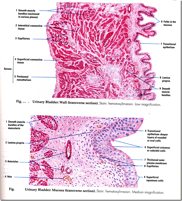 Anatomy & Histology of the Urinary Tract Medatrio